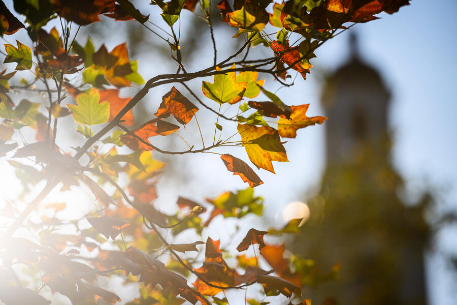 Sunlit autumn leaves with blurred church tower background